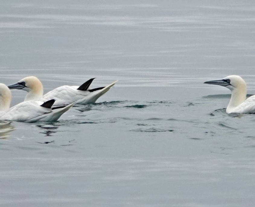 After-a-good-feed-of-spratts-to-heavy-to-fly Spratts after Feeding