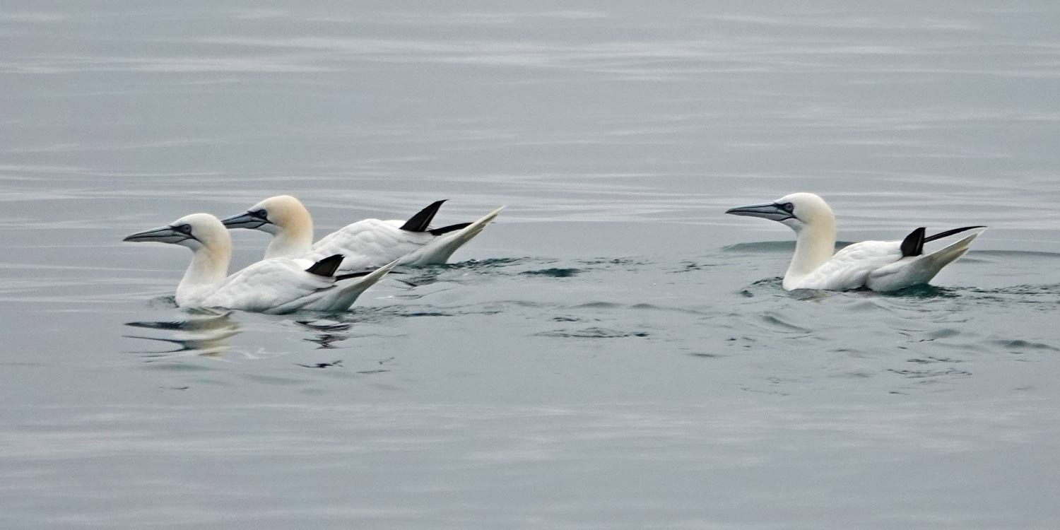 Spratts after Feeding