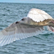 Iceland Gull in Flight