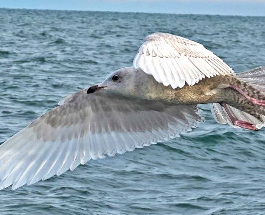 Iceland Gull in Flight