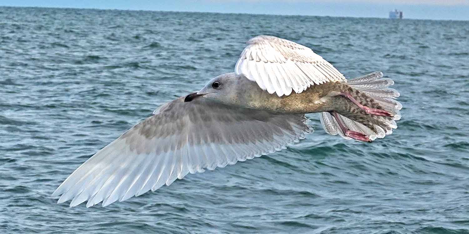 Iceland Gull in Flight