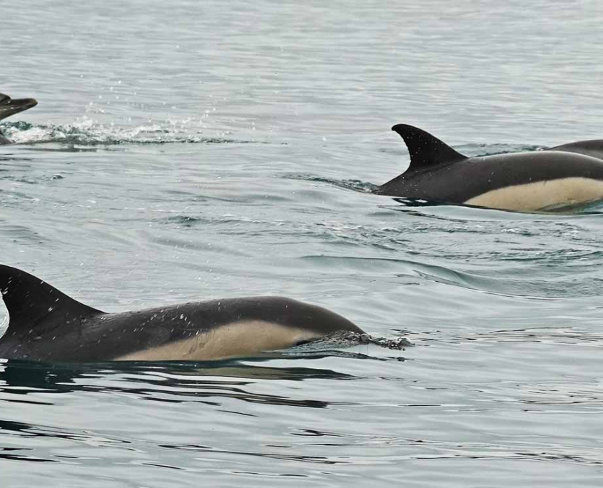 Calmy-moving-across-Torbay Swimming Dolphins