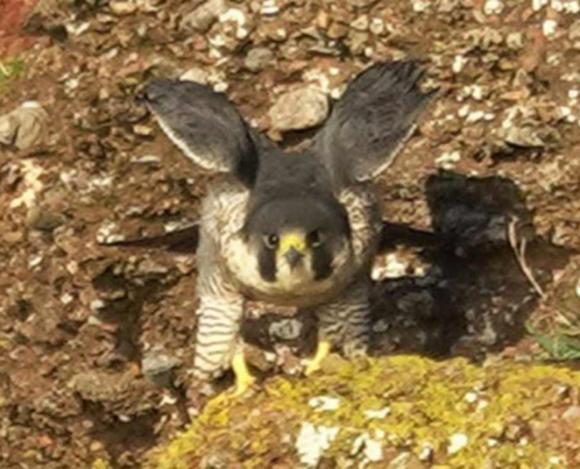 Falcon-on-Cliff Falcon Taking Off