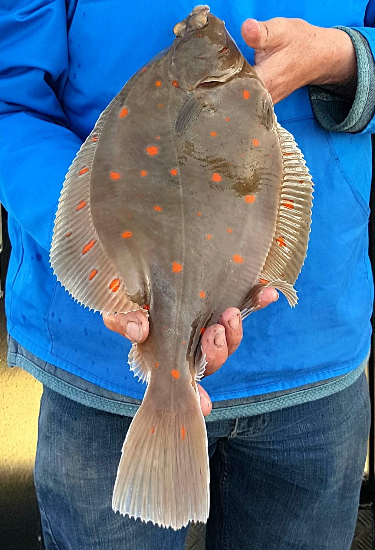 Catching Plaice off Brixham