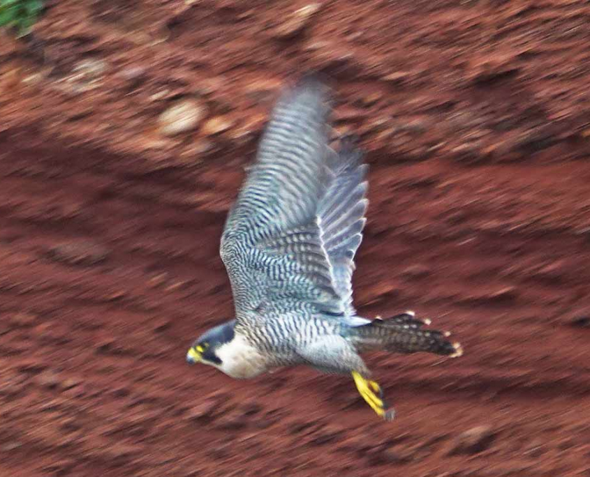 Falcon in Flight
