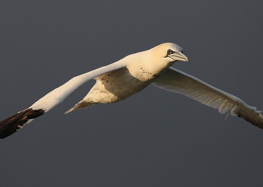 Gannet (12) Gannet in Flight