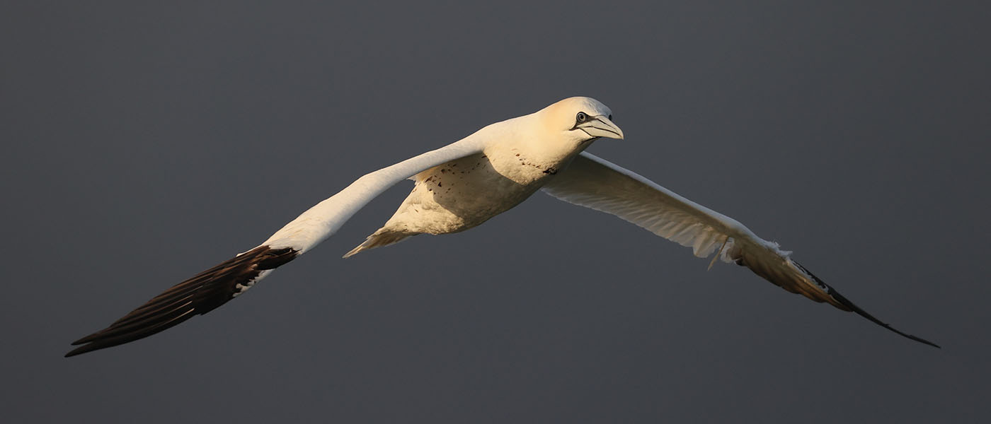 Gannet in Flight