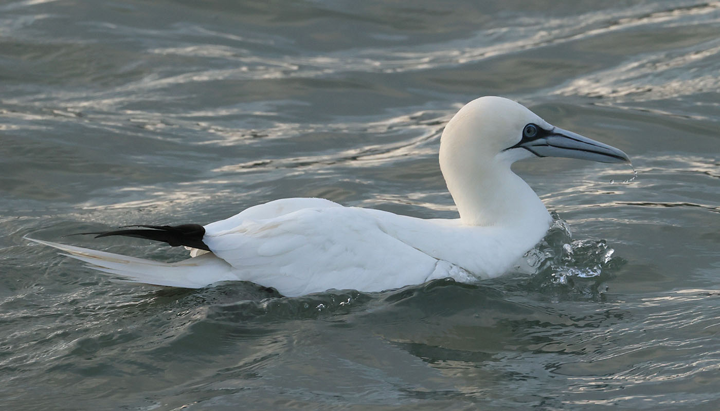 Gannet Resting