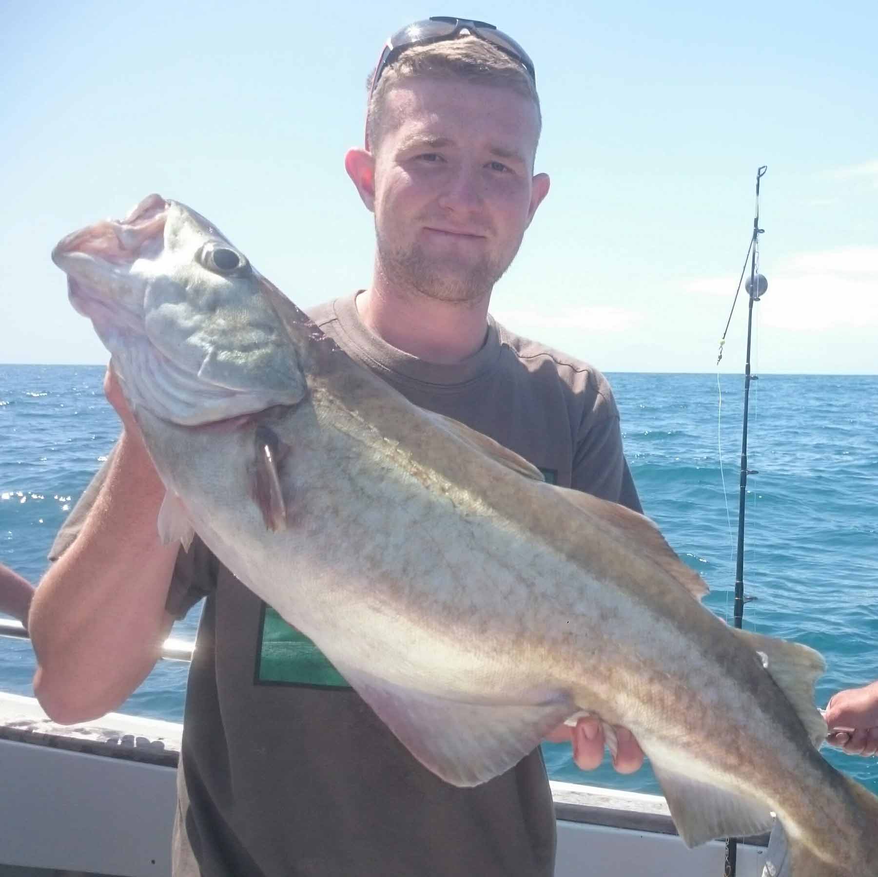 Huge Cod Brixham
