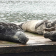 Seals
