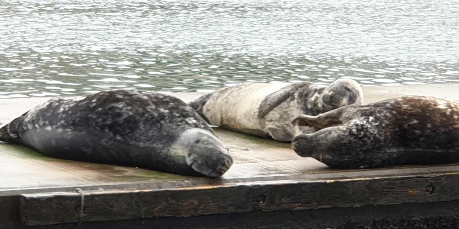 Seals