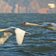 Two Mute Swans in Flight