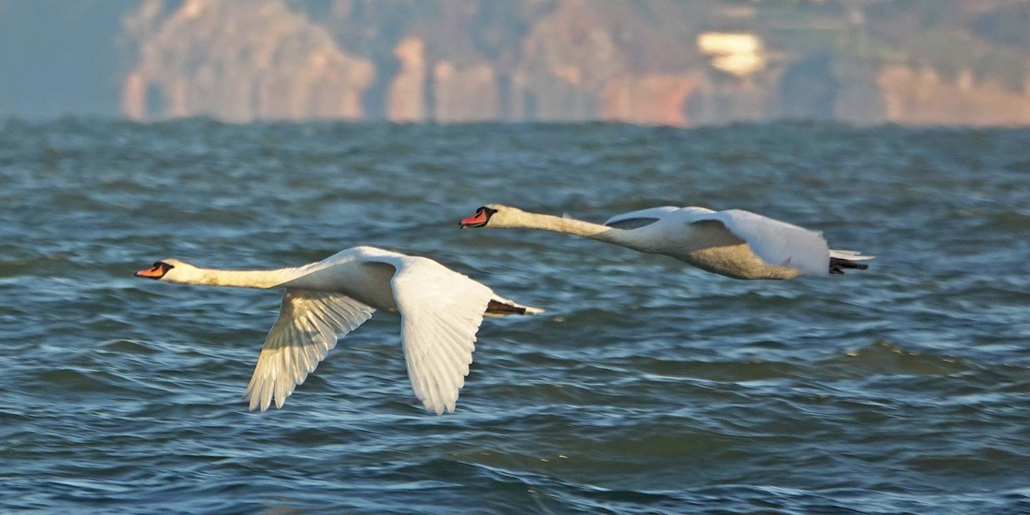 Two Mute Swans in Flight