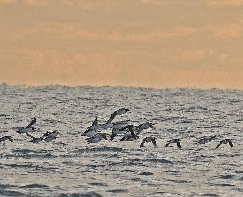 Birdwatching Offshore Brixham